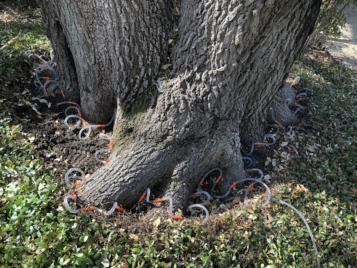 Detailed Shrub and Hedge Trimming job site in Fosters