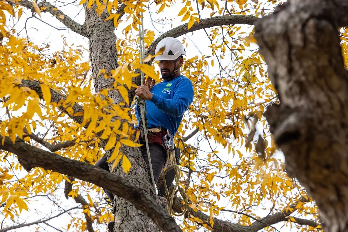 Skilled Tree Pruning crew working in Fosters